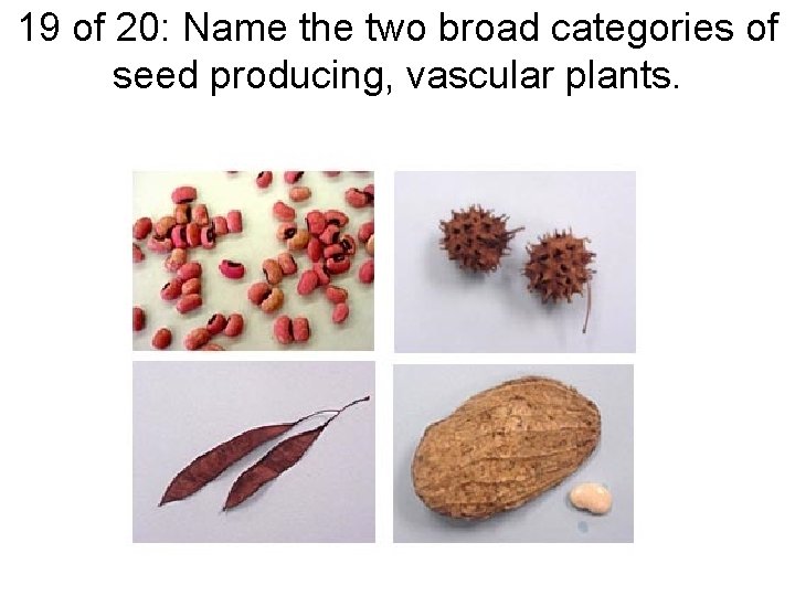 19 of 20: Name the two broad categories of seed producing, vascular plants. 