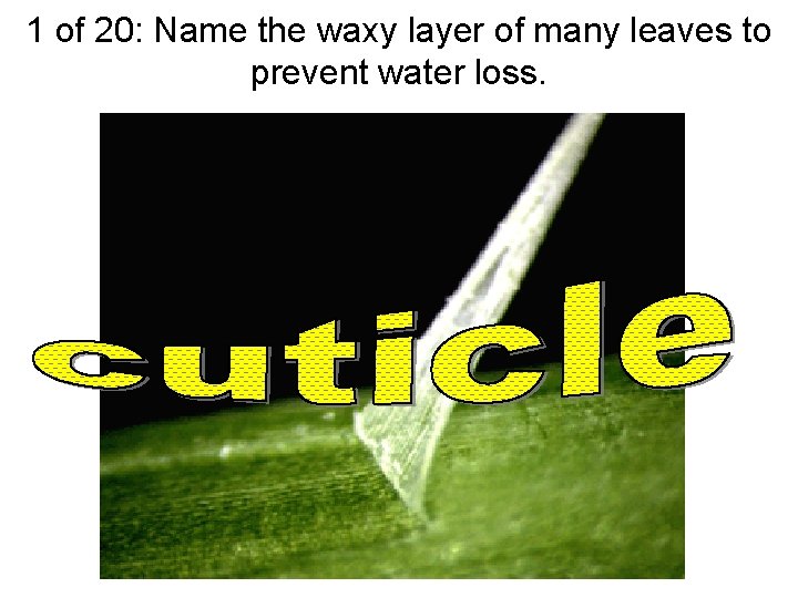 1 of 20: Name the waxy layer of many leaves to prevent water loss.