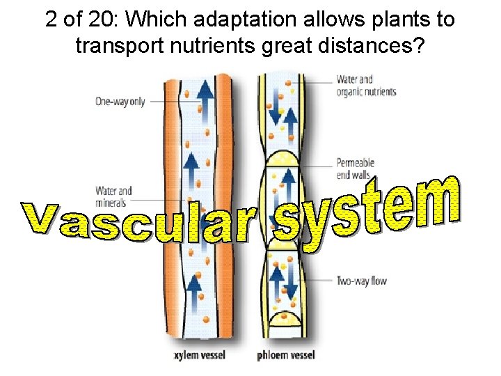 2 of 20: Which adaptation allows plants to transport nutrients great distances? 