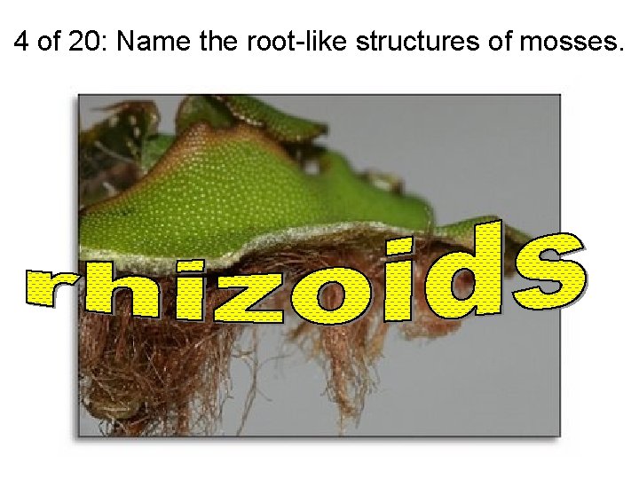 4 of 20: Name the root-like structures of mosses. 