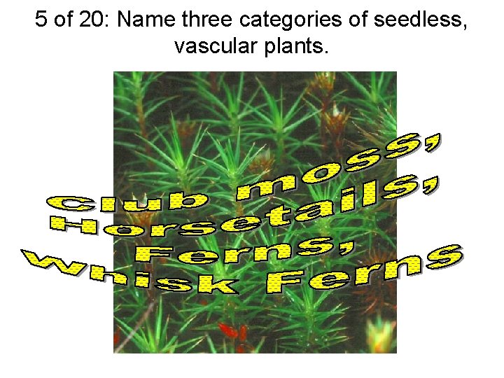 5 of 20: Name three categories of seedless, vascular plants. 