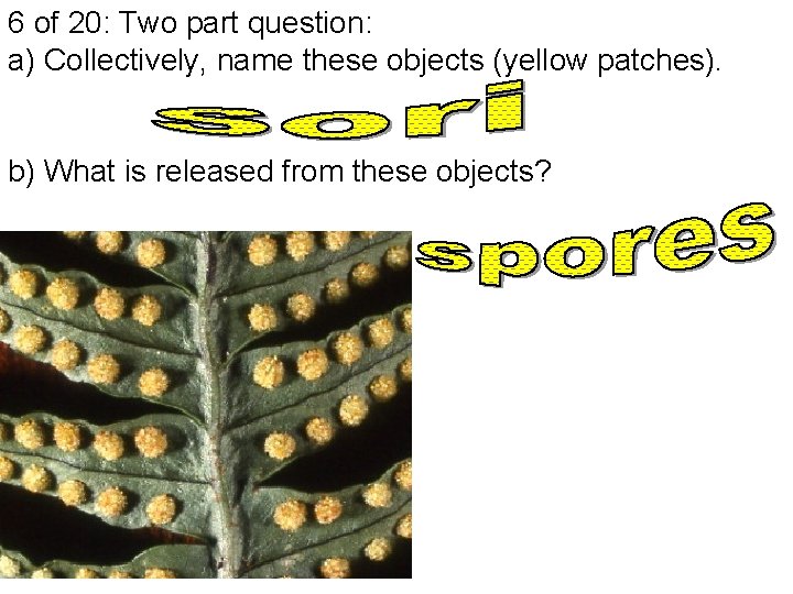 6 of 20: Two part question: a) Collectively, name these objects (yellow patches). b)