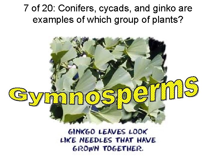 7 of 20: Conifers, cycads, and ginko are examples of which group of plants?