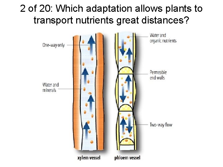 2 of 20: Which adaptation allows plants to transport nutrients great distances? 