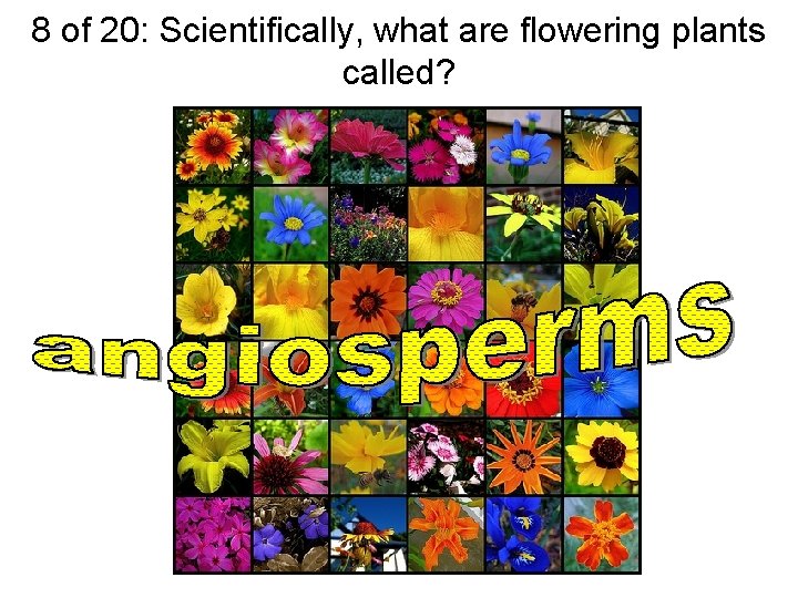 8 of 20: Scientifically, what are flowering plants called? 