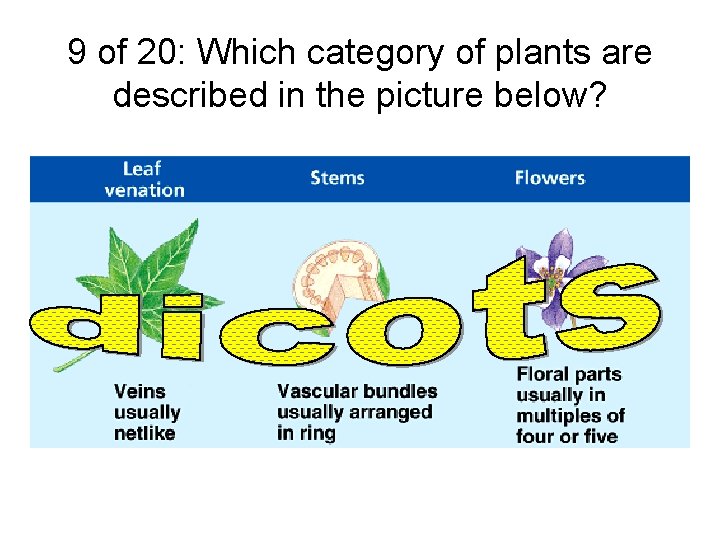 9 of 20: Which category of plants are described in the picture below? 