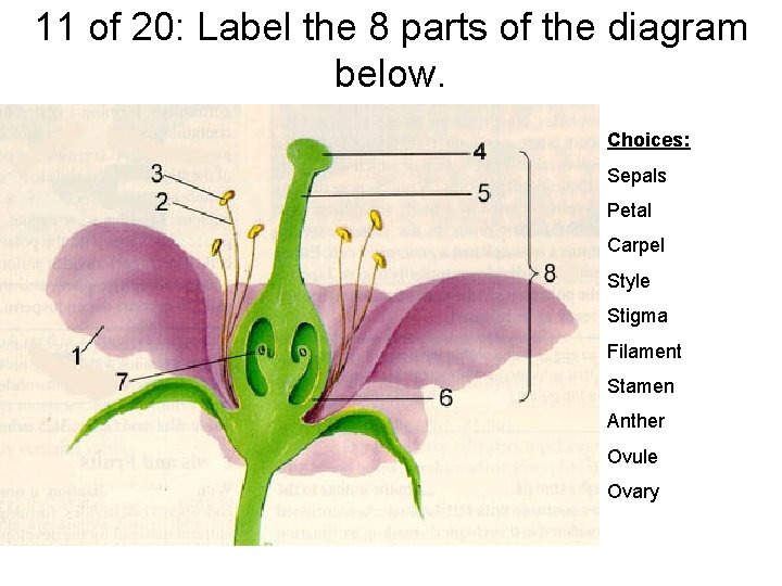 11 of 20: Label the 8 parts of the diagram below. Choices: Sepals Petal