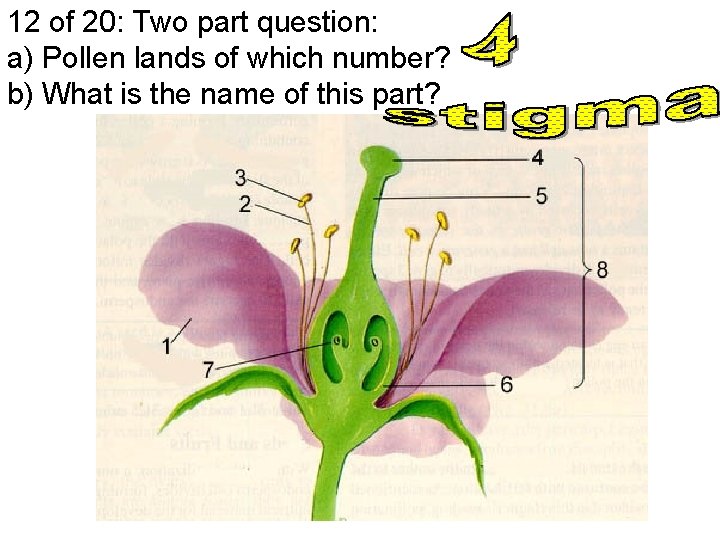 12 of 20: Two part question: a) Pollen lands of which number? b) What