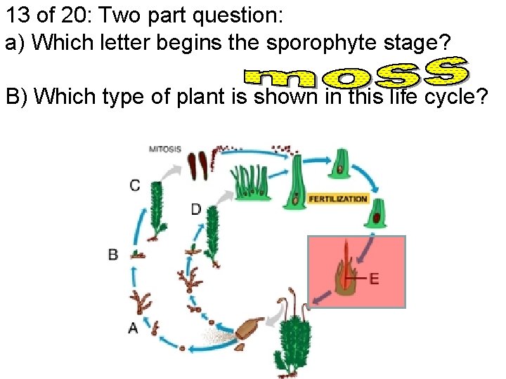 13 of 20: Two part question: a) Which letter begins the sporophyte stage? B)