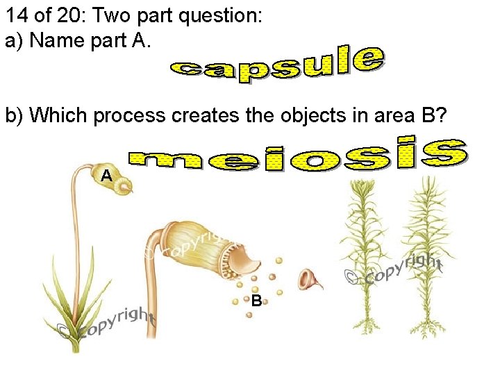 14 of 20: Two part question: a) Name part A. b) Which process creates