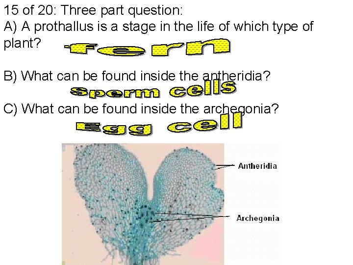 15 of 20: Three part question: A) A prothallus is a stage in the