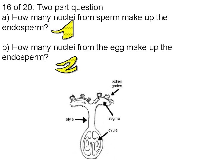 16 of 20: Two part question: a) How many nuclei from sperm make up