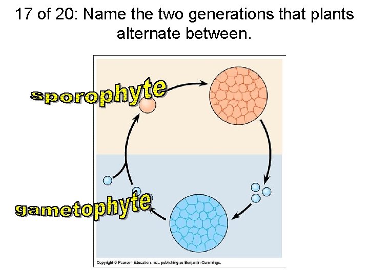 17 of 20: Name the two generations that plants alternate between. 