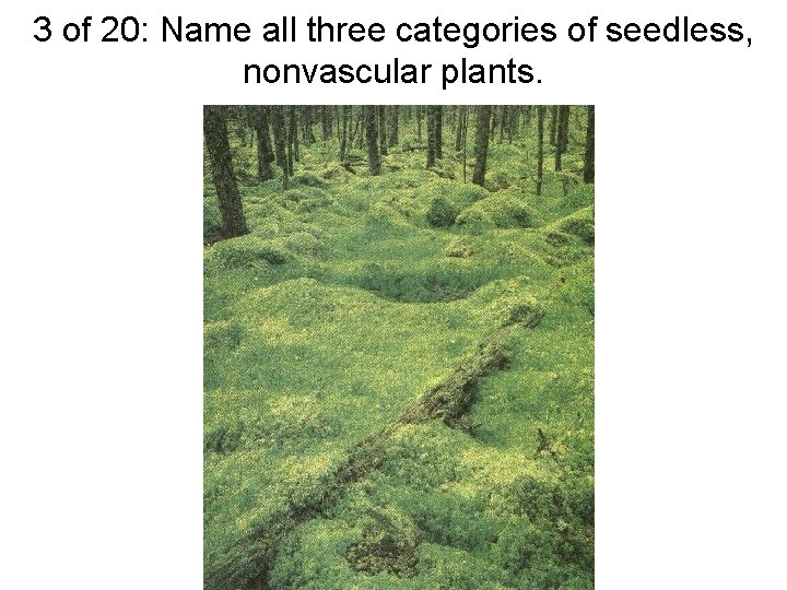 3 of 20: Name all three categories of seedless, nonvascular plants. 