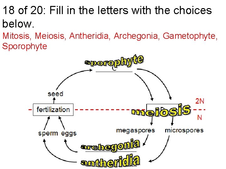 18 of 20: Fill in the letters with the choices below. Mitosis, Meiosis, Antheridia,