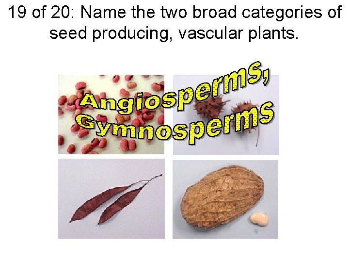 19 of 20: Name the two broad categories of seed producing, vascular plants. 