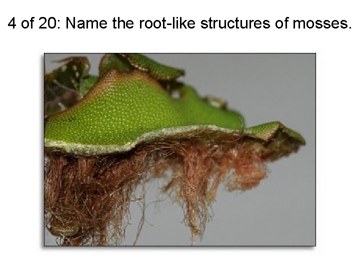 4 of 20: Name the root-like structures of mosses. 