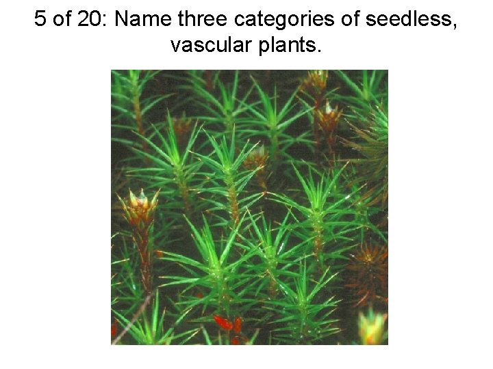 5 of 20: Name three categories of seedless, vascular plants. 