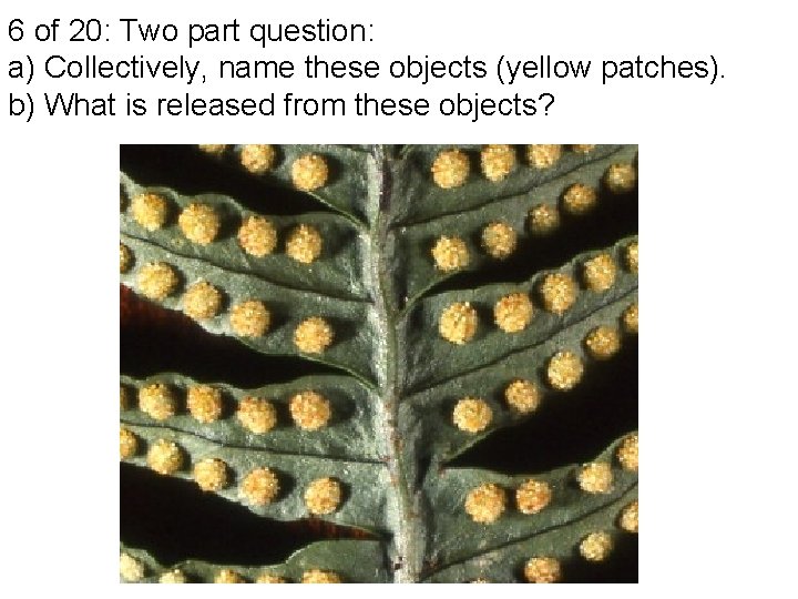 6 of 20: Two part question: a) Collectively, name these objects (yellow patches). b)