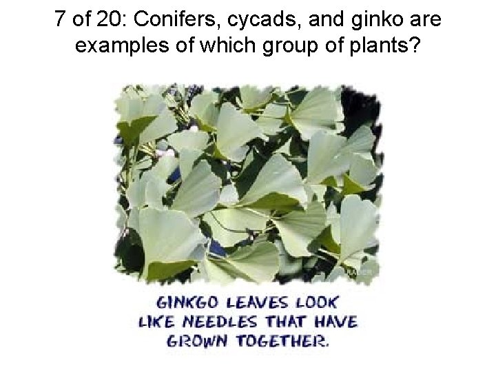 7 of 20: Conifers, cycads, and ginko are examples of which group of plants?