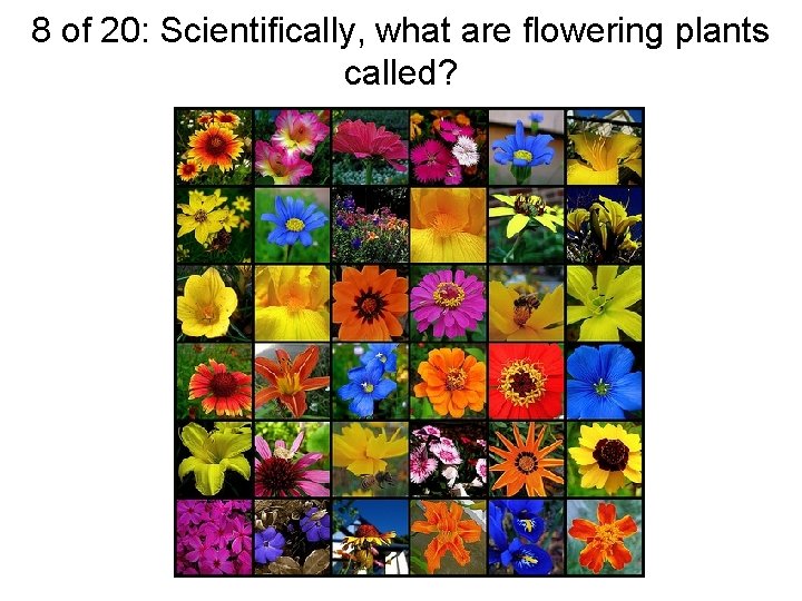 8 of 20: Scientifically, what are flowering plants called? 