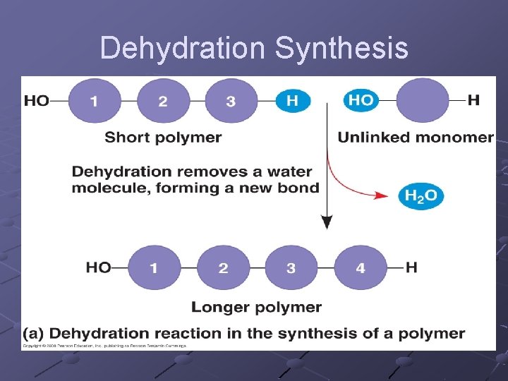 Dehydration Synthesis 