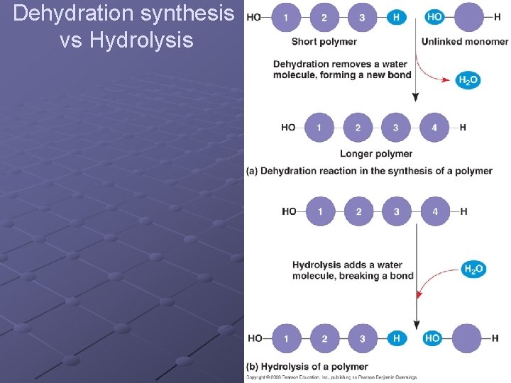 Dehydration synthesis vs Hydrolysis 