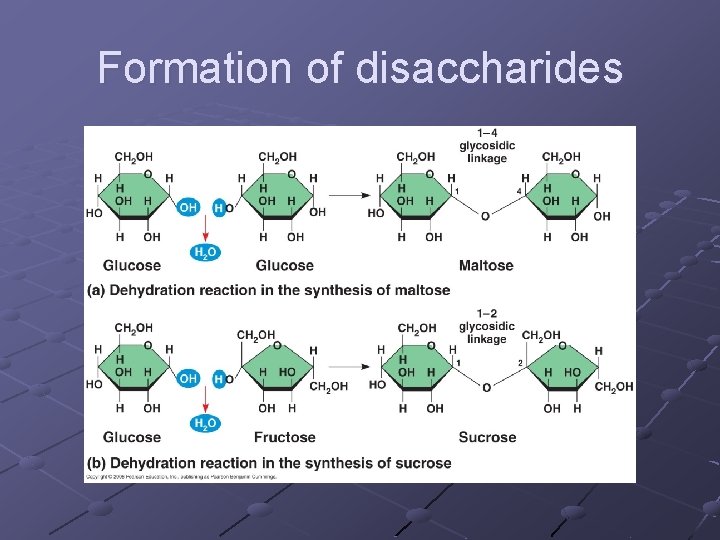 Formation of disaccharides 