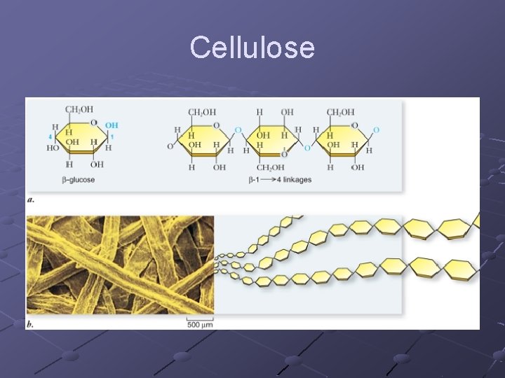 Cellulose 