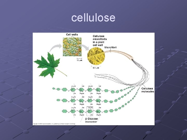 cellulose 