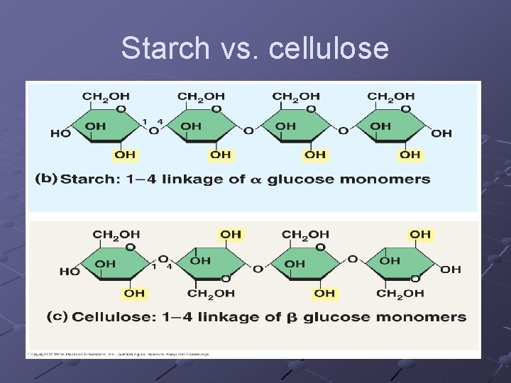 Starch vs. cellulose 