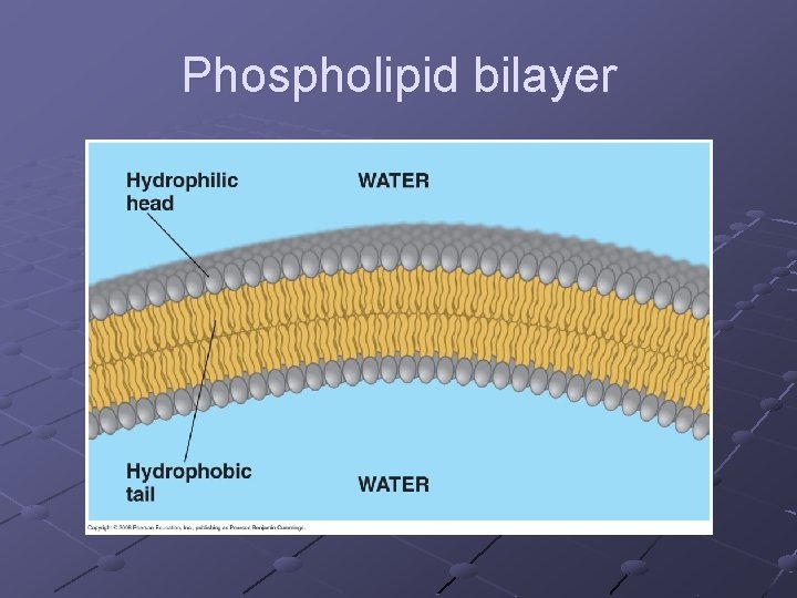 Phospholipid bilayer 