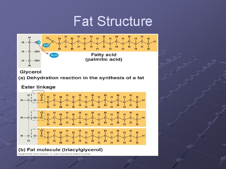 Fat Structure 