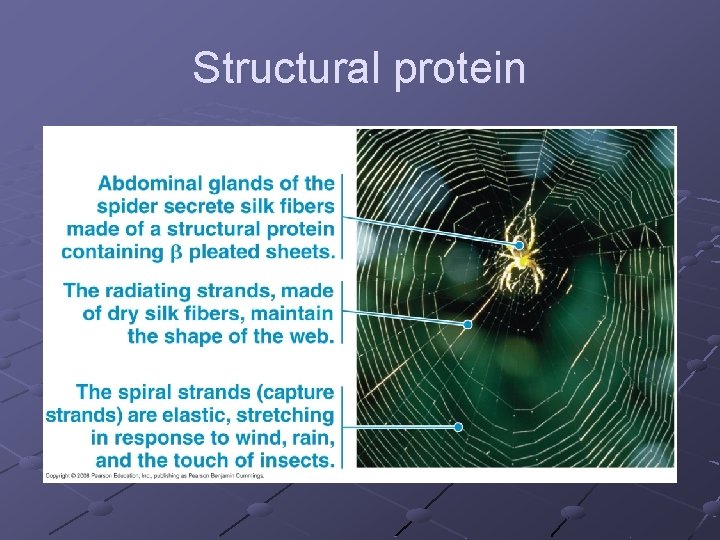 Structural protein 