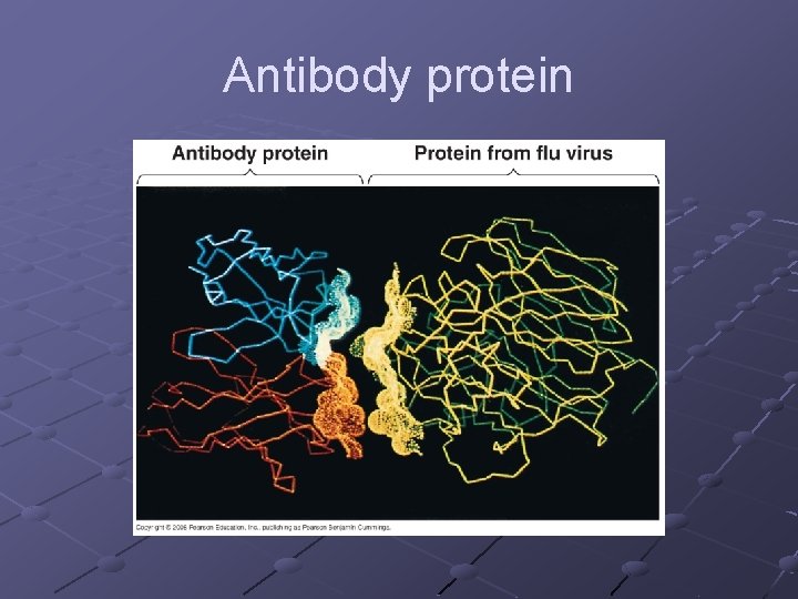 Antibody protein 