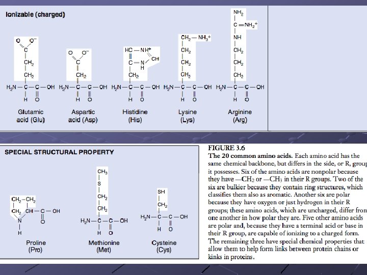 Amino Acid Chart continued 