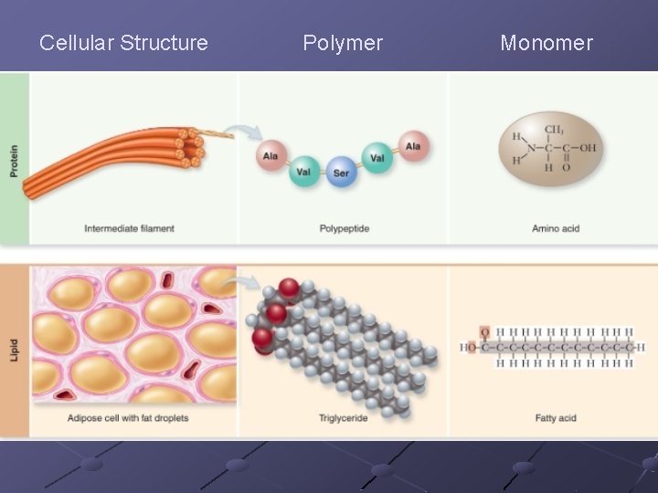 Cellular Structure Polymer Monomer 