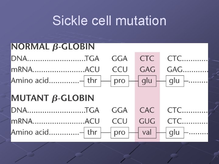 Sickle cell mutation 