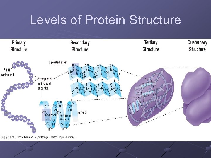 Levels of Protein Structure 