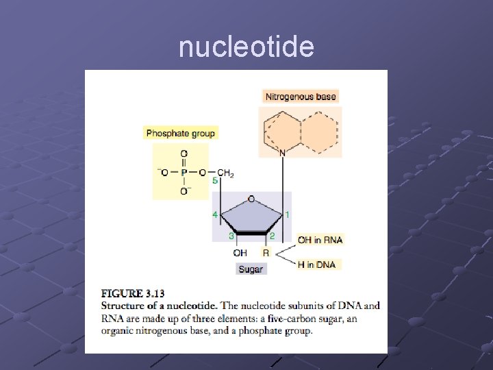 nucleotide 