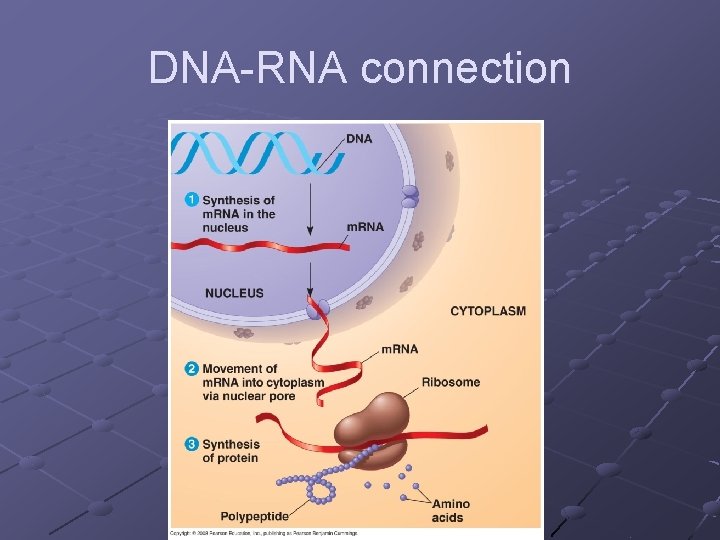 DNA-RNA connection 