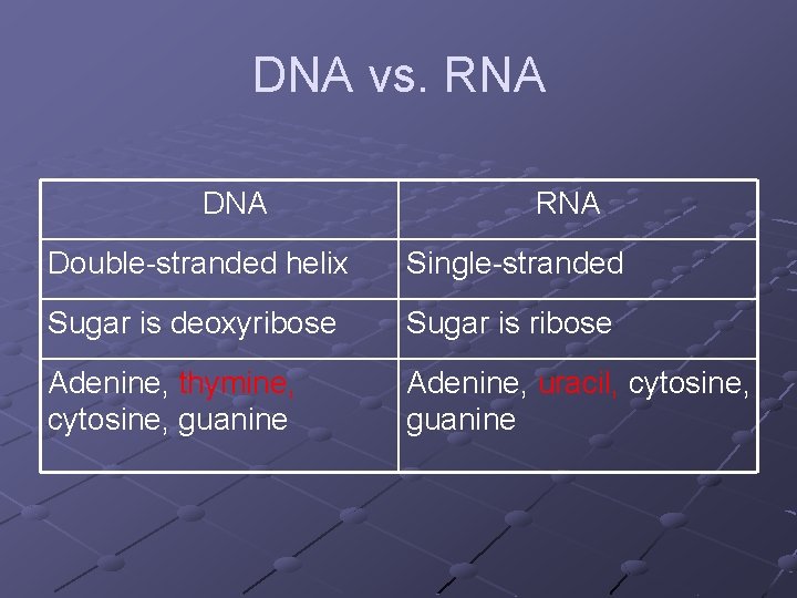 DNA vs. RNA DNA RNA Double-stranded helix Single-stranded Sugar is deoxyribose Sugar is ribose