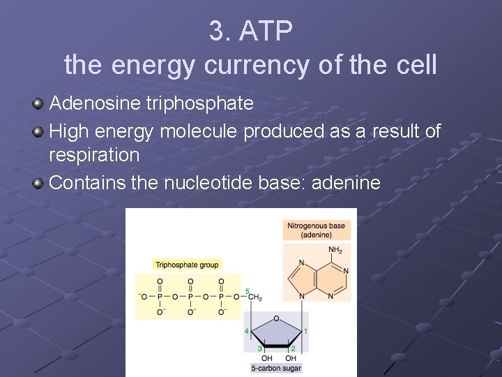 3. ATP the energy currency of the cell Adenosine triphosphate High energy molecule produced