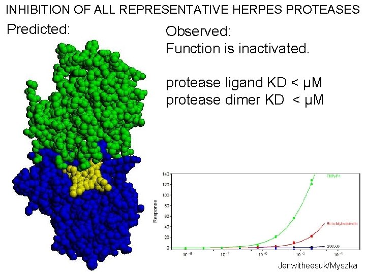 INHIBITION OF ALL REPRESENTATIVE HERPES PROTEASES Predicted: Observed: Function is inactivated. protease ligand KD