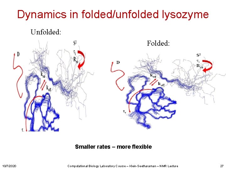 Dynamics in folded/unfolded lysozyme Unfolded: Folded: Smaller rates – more flexible 10/7/2020 Computational Biology