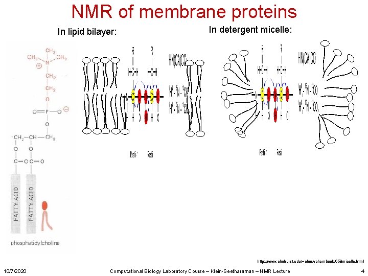NMR of membrane proteins In lipid bilayer: In detergent micelle: http: //www. elmhurst. edu/~chm/vchembook/558