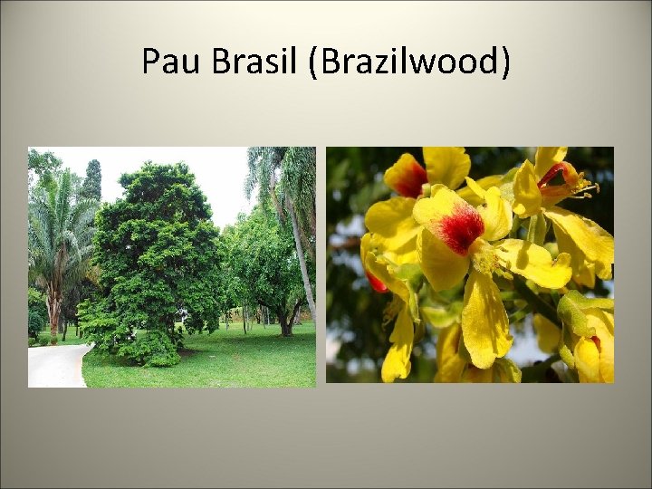 Pau Brasil (Brazilwood) 