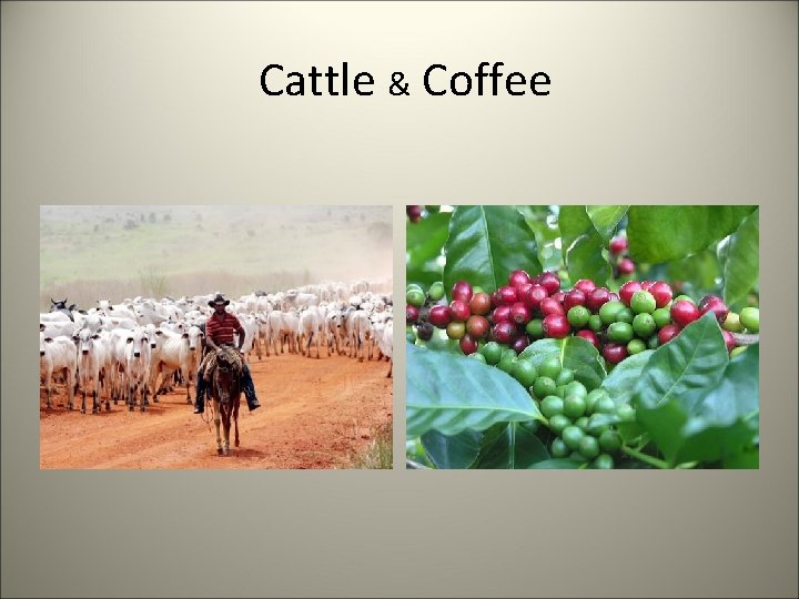 Cattle & Coffee 