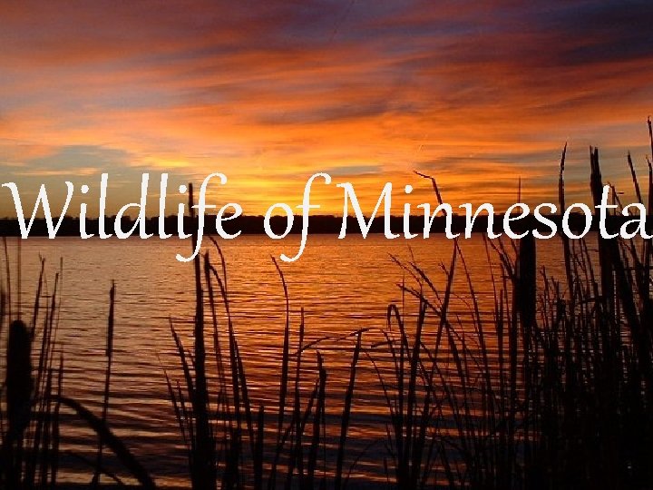 Wildlife of Minnesota 