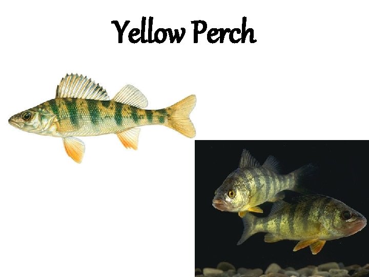Yellow Perch 